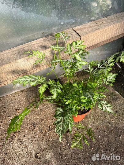 Папоротник птерис