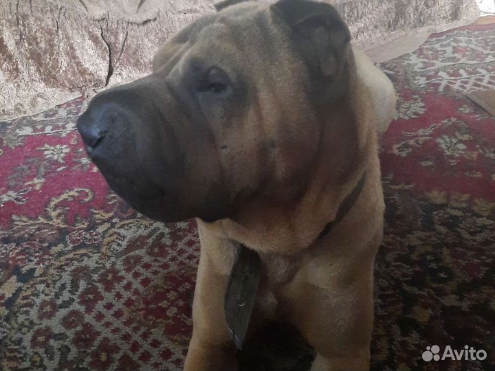 Шарпей Вязка