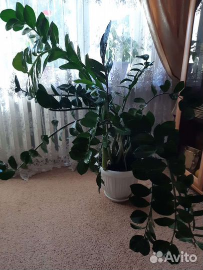 Замиокулькас