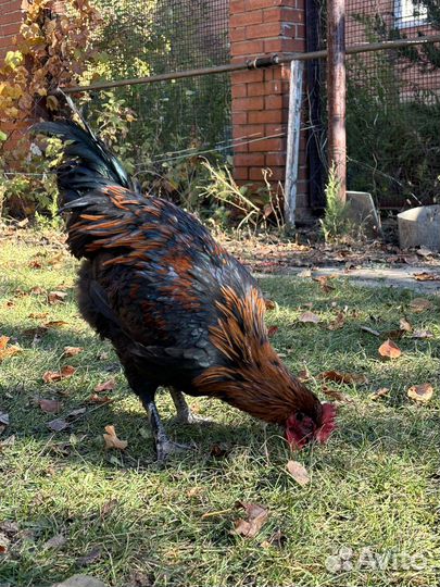 Молодой петух маран