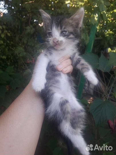 Котята в добрые руки бесплатно