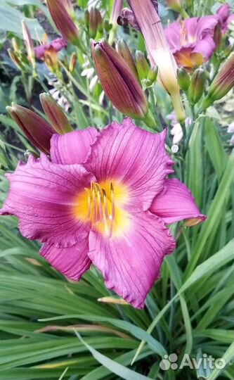 Лилейники много