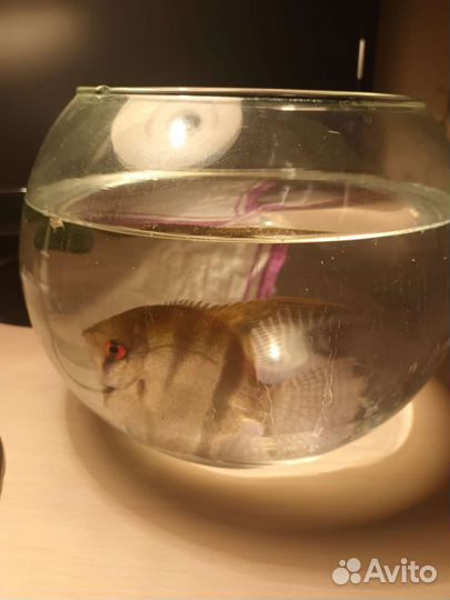 Аквариум со сколярией