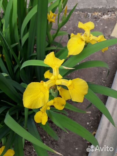 Ирис болотный