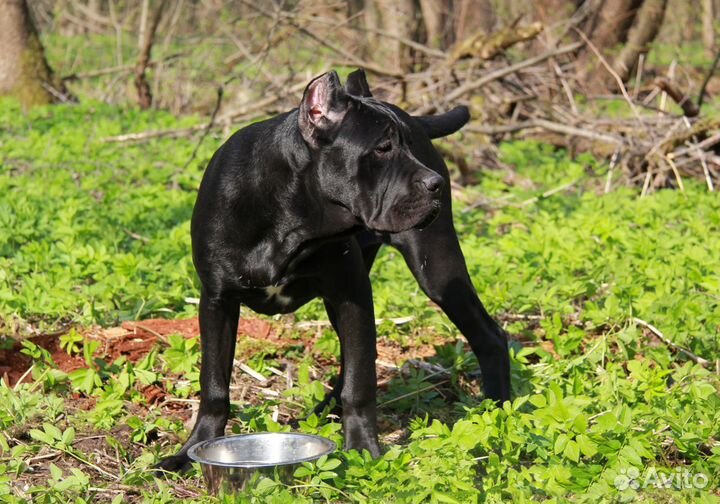 Подрощенные щенки кане корсо