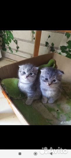Кошки в добрые руки
