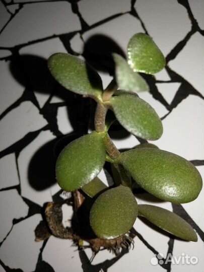 Толстянка, женское счастье отросток, суккуленты