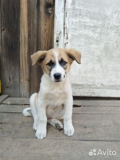 Щенок ищет дом