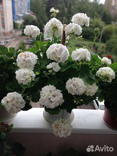 Пеларгонии махровые зональные и душистые