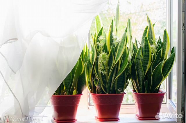 Сансевьера Футура Суперба, Футура Рабусто