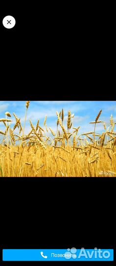 Продам зерно