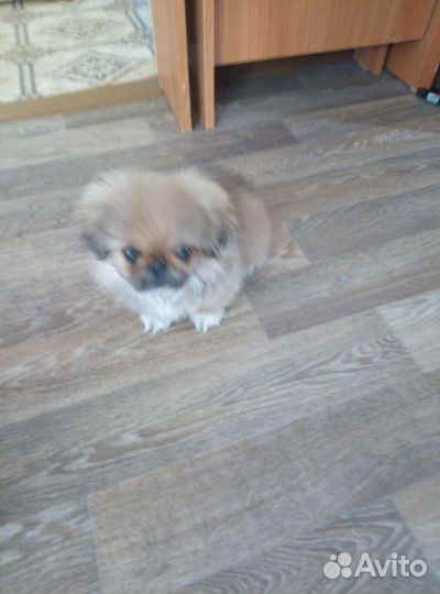 Продам пекинес