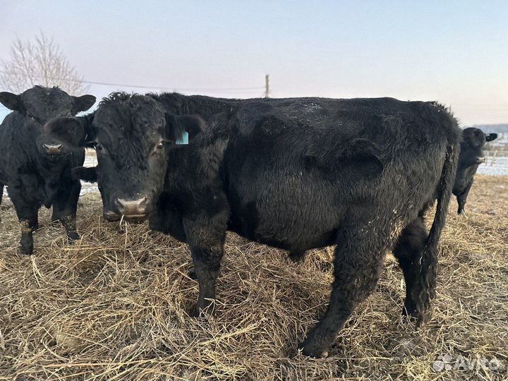 Продам крс мясной породы