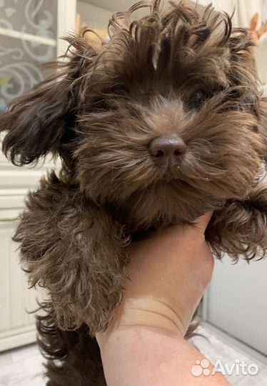 Мальтипу щенки