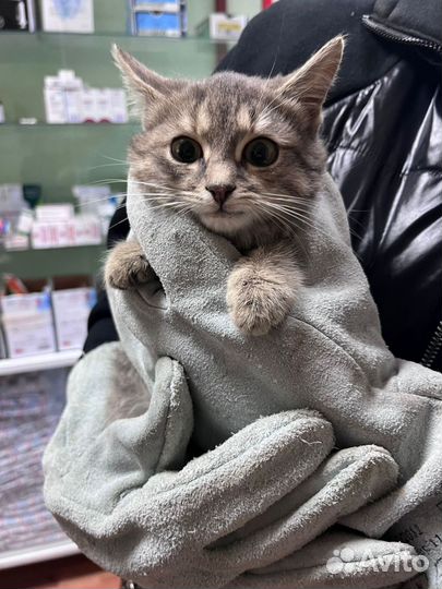 Котенок в дар