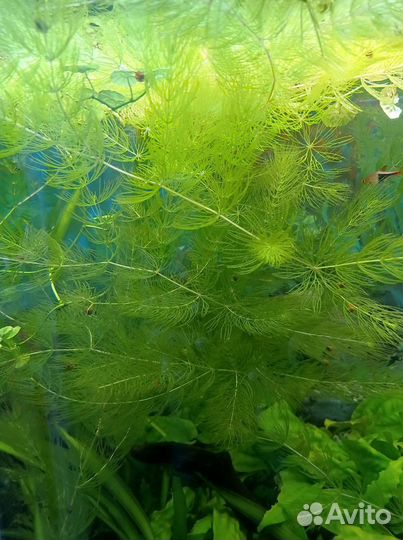 Аквариумные растения и улитки