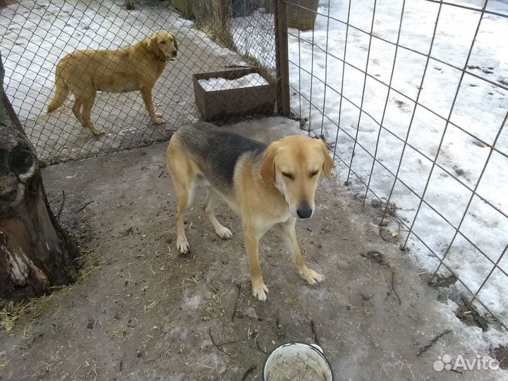 Щенки русской гончей