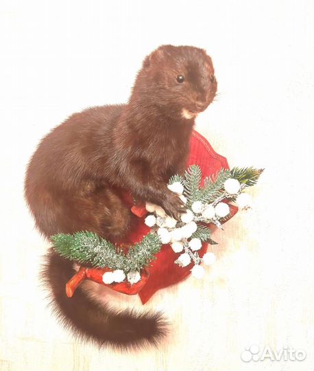 Норка чучело