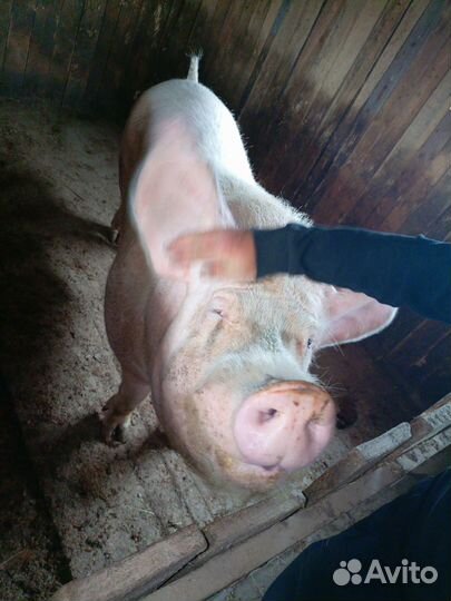 Продаётся хряк