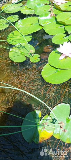 Нимфеи для пруда