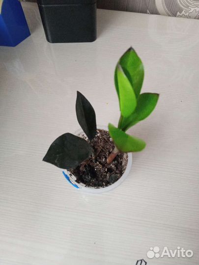 Замиокулькас черный