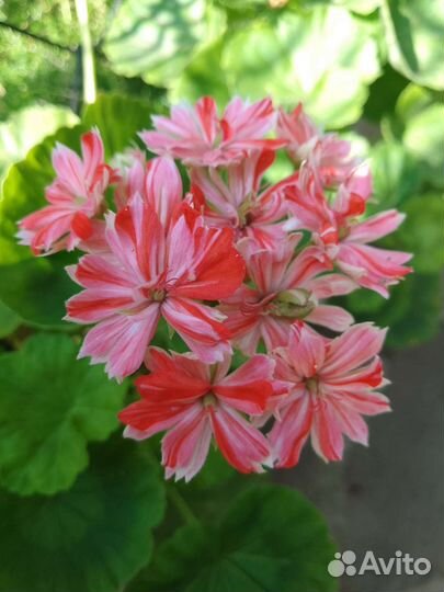 Пеларгония герань