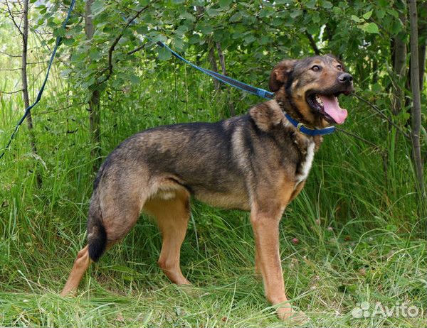 Добрый пес Стич в добрые руки