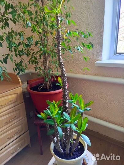 Комнатные цветы