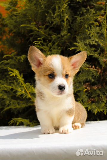 Щенки корги