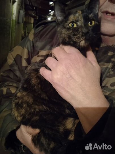 Котик и кошечка в добрые руки