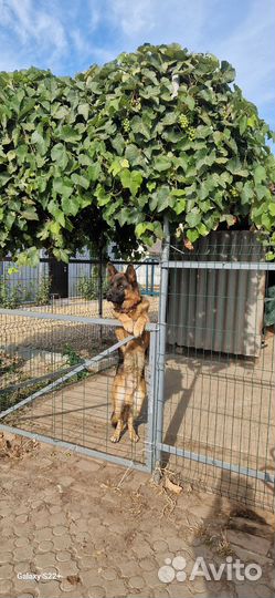 Немецкая овчарка, вязка