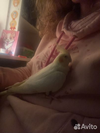 Попугай корелла с клеткой