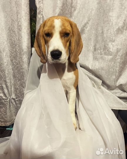 Щенок бигль мальчик