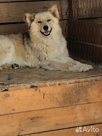 Отдам собаку в добрые руки