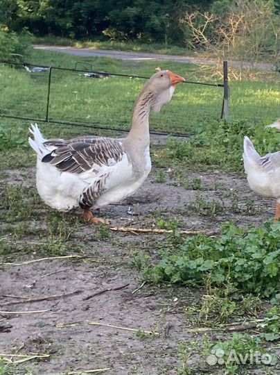 Холмогорские гуси