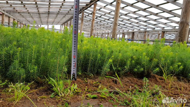 Сеянцы ель сосна лесовосстановление