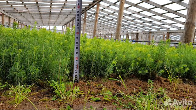 Сеянцы ель сосна лесовосстановление