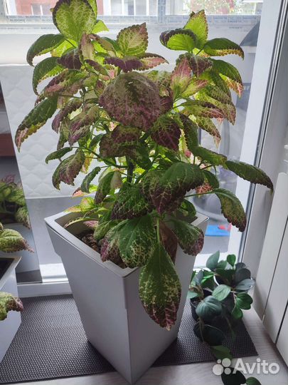 Кашпо с цветком или без