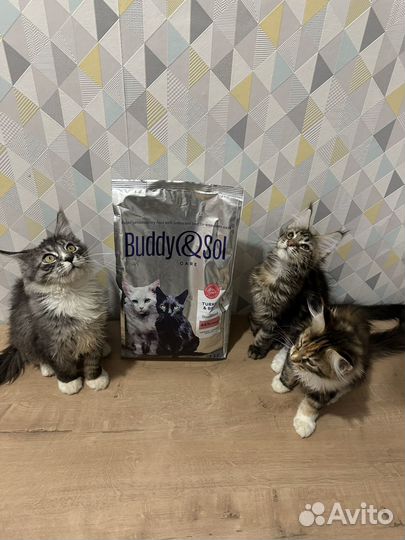 Мейнкун