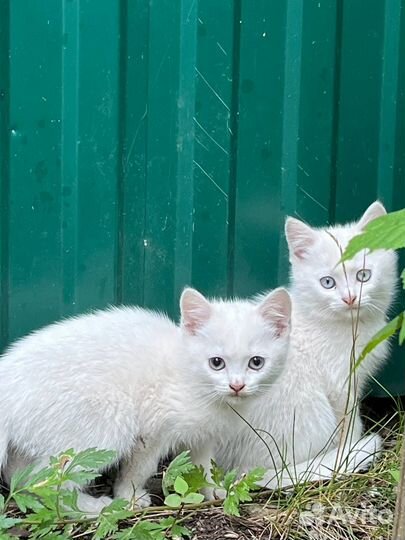 Белые, голубоглазые котята