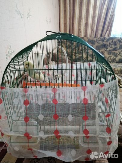 Клетка с молодым попугаев