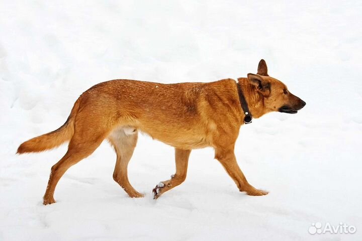 Собаки бесплатно в добрые руки