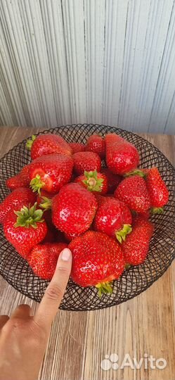 Ремонтатная клубника Елизавета II