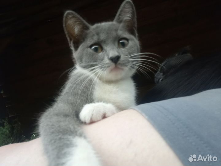 Котенок - девочка