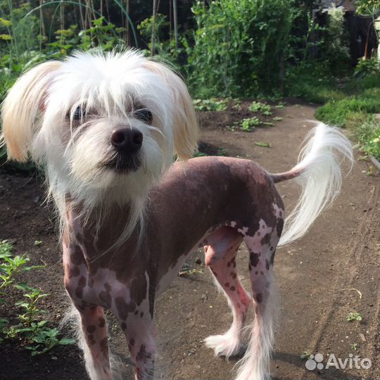 Вязка мальчик