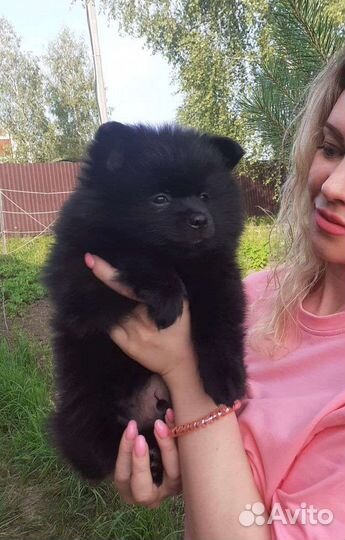 Шпиц