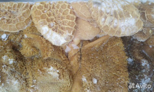 Рубец бараний мытый коричневый