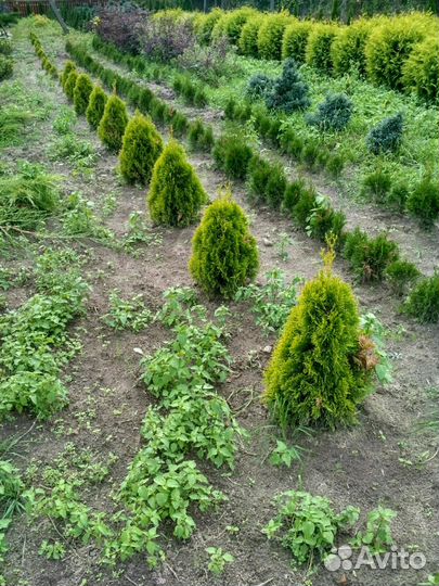 Туи Можевельник Кипарис Ель Голубая