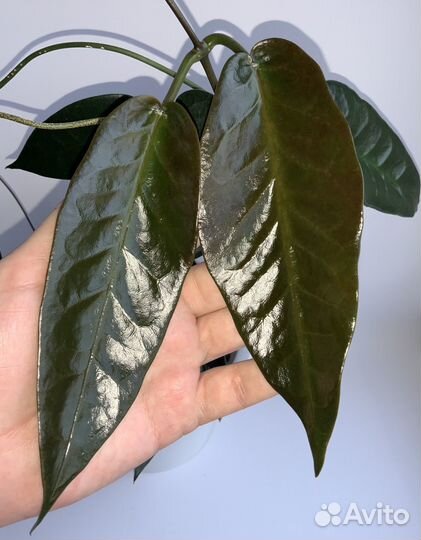 Hoya хойи