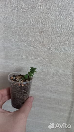 Редкие суккуленты